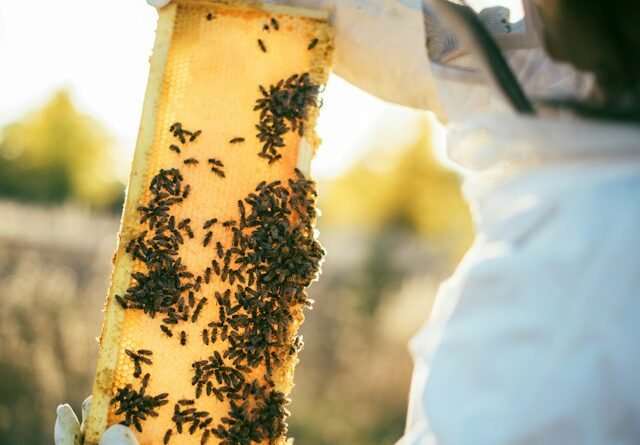 Beekeeper inspecting honeycomb frames in an outdoor apiary surrounded by honeybees