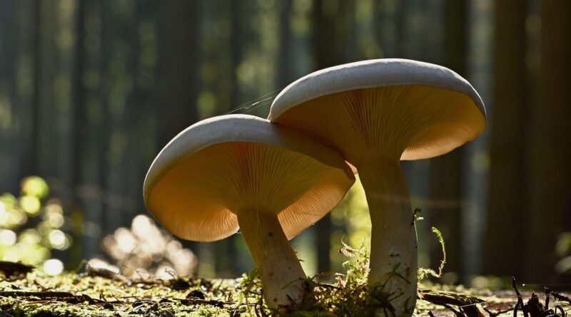 Fresh mushrooms exposed to sunlight as a natural source of vitamin D2