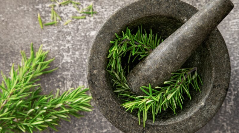 Fresh rosemary herb and brain health research illustration